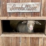 Schaf guckt durch Streichelklappe im Wildpark Weil.